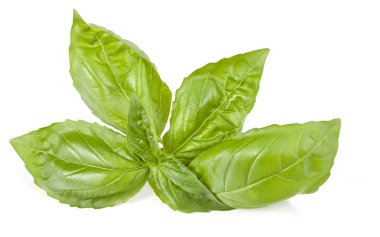 Fesleğen bitki yaprakları