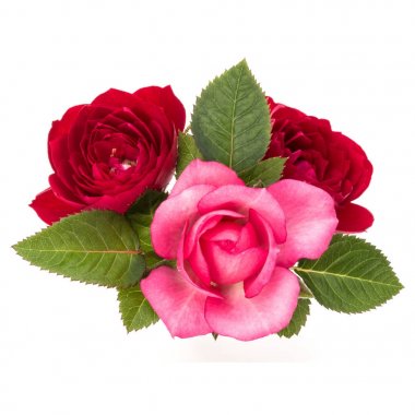 Kırmızı ve pembe Gül çiçek