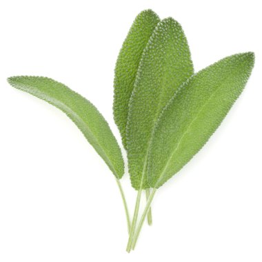 beyaz adaçayı yaprakları 