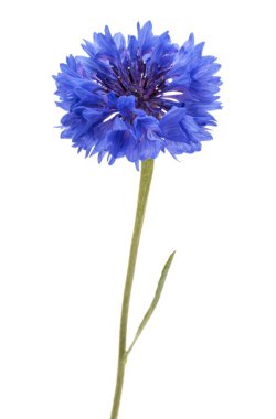 Bekarlığa veda düğmesini çiçek 