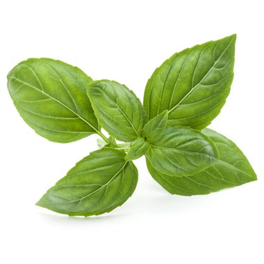 Yeşil fesleğen bitki yaprakları