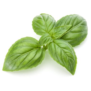 Yeşil fesleğen bitki yaprakları