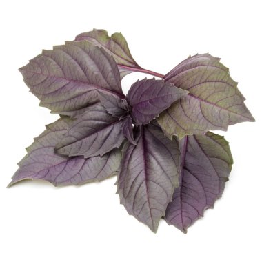 taze kırmızı fesleğen bitki yaprakları 