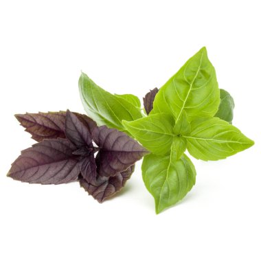  Taze yeşil ve kırmızı fesleğen