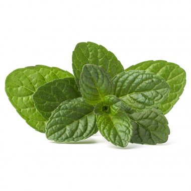 Taze nane yaprağı.