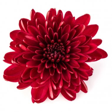 Kırmızı Kasımpatı çiçeği 