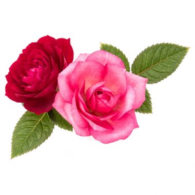 Kırmızı ve pembe Gül çiçek