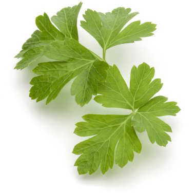 taze maydanoz bitki yaprakları