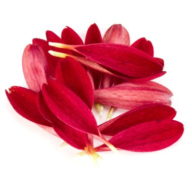 Krizantem çiçek yaprakları 