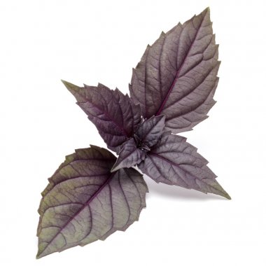 taze kırmızı fesleğen bitki yaprakları 