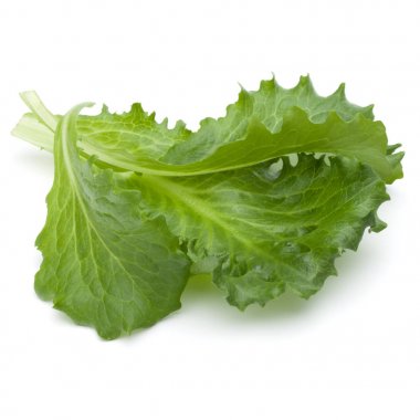  taze yeşil hindiba salata yaprakları