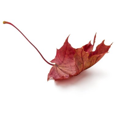 Sonbahar akçaağaç yaprağı 