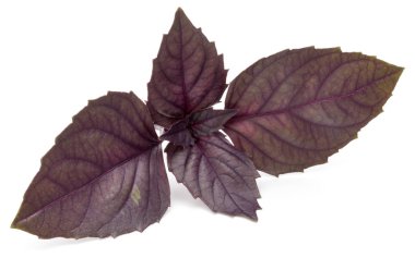 taze kırmızı fesleğen bitki yaprakları 