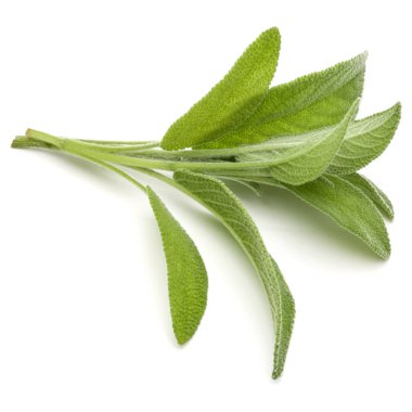 adaçayı bitki yaprakları 