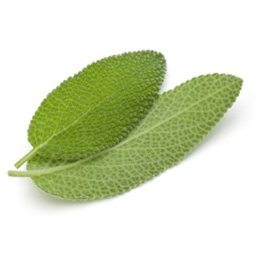 beyaz adaçayı yaprakları 