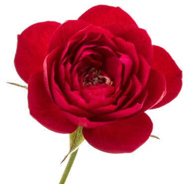 kırmızı gül çiçek kafa