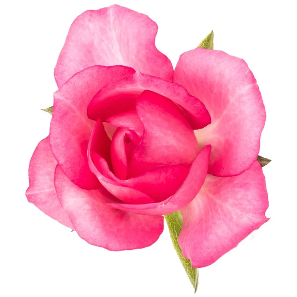 Un fiore di rosa rosa — Foto Stock