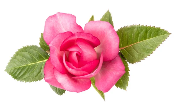 Uma rosa rosa flor — Fotografia de Stock