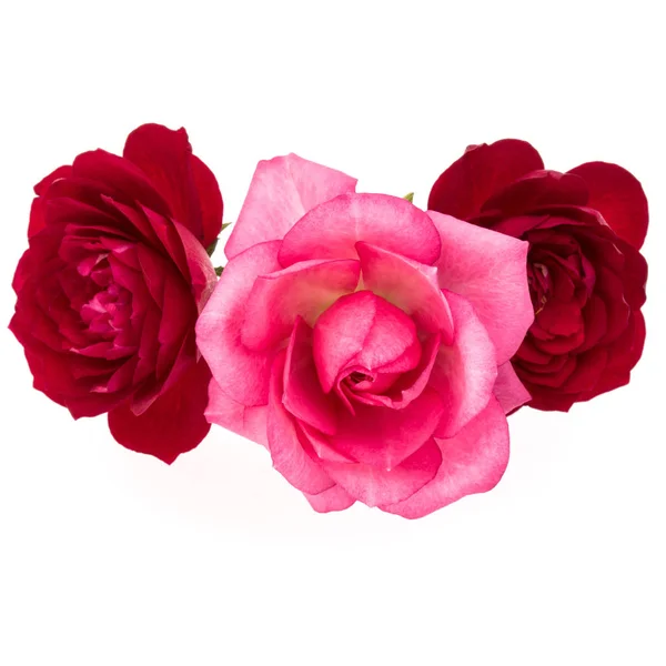 Rosas vermelhas e rosa — Fotografia de Stock