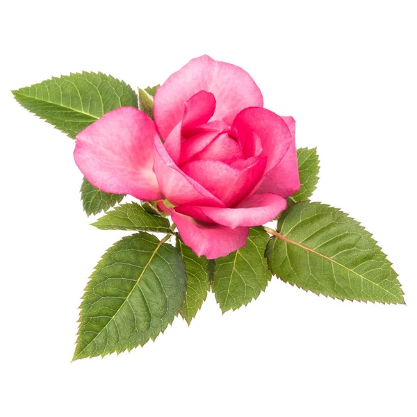 Uma rosa rosa flor — Fotografia de Stock