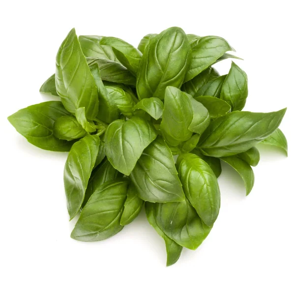 Sweet basil herb — Stock Photo, Image