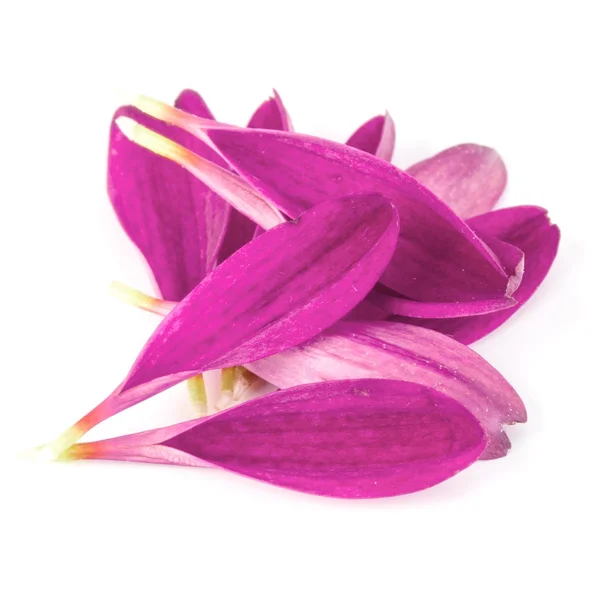 Petali di fiori di crisantemo lilla — Foto Stock
