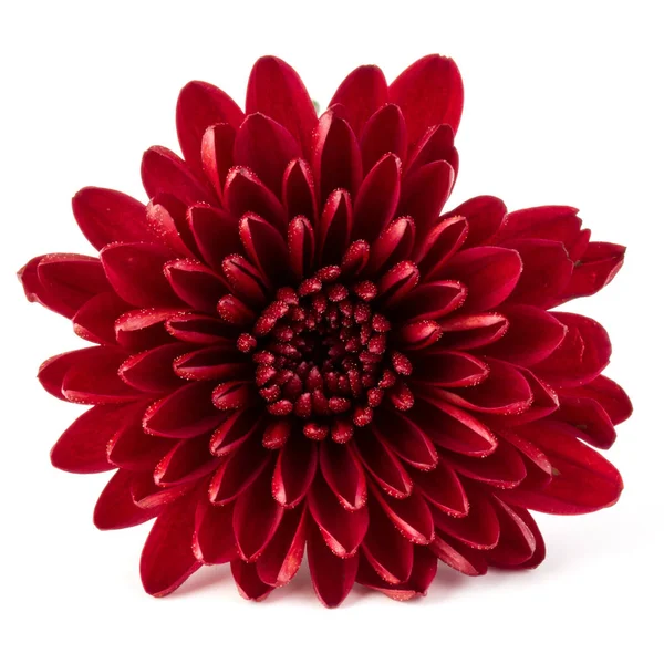 Flor de crisântemo vermelho — Fotografia de Stock