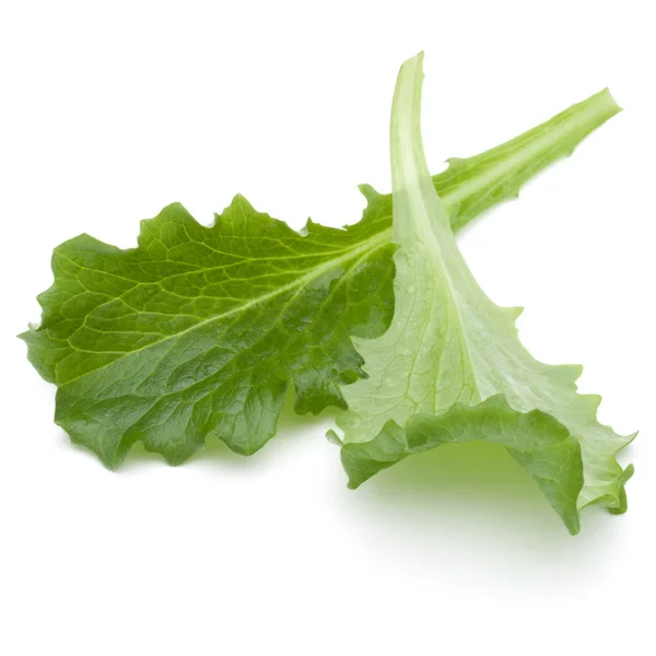 Verse groene andijvie salade bladeren — Stockfoto