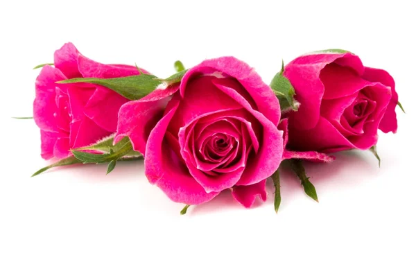 Różowe kwiaty róży — Zdjęcie stockowe