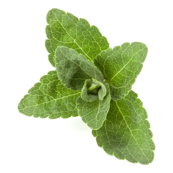 Stevia lämnar bitar — Stockfoto