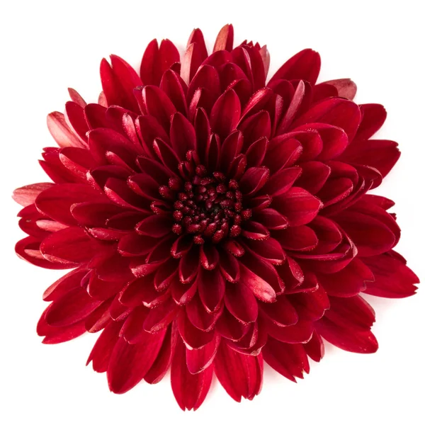 Květ červené chryzantémy — Stock fotografie