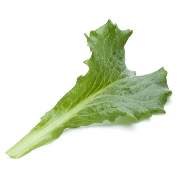 Čerstvé Čekankový salát listový — Stock fotografie