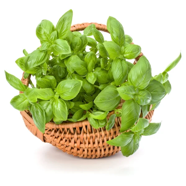 Sweet basil w wiklinowym koszu — Zdjęcie stockowe