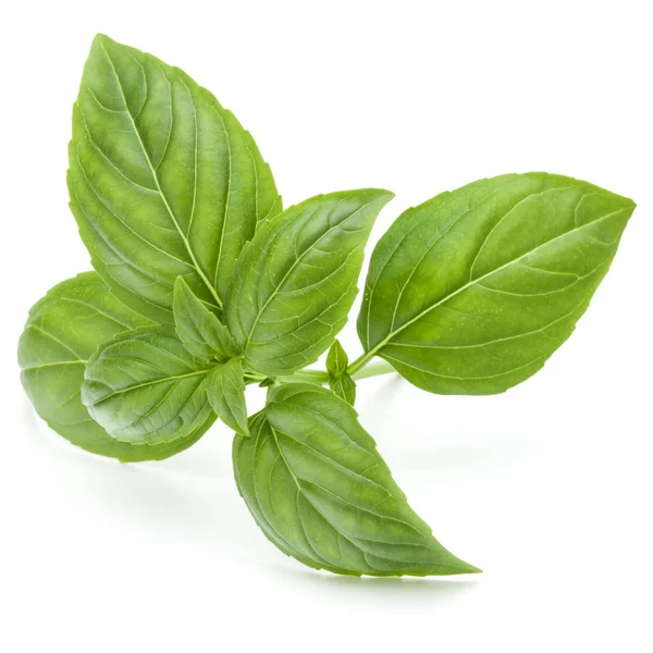 Green basil herb leaves — Stock Photo, Image