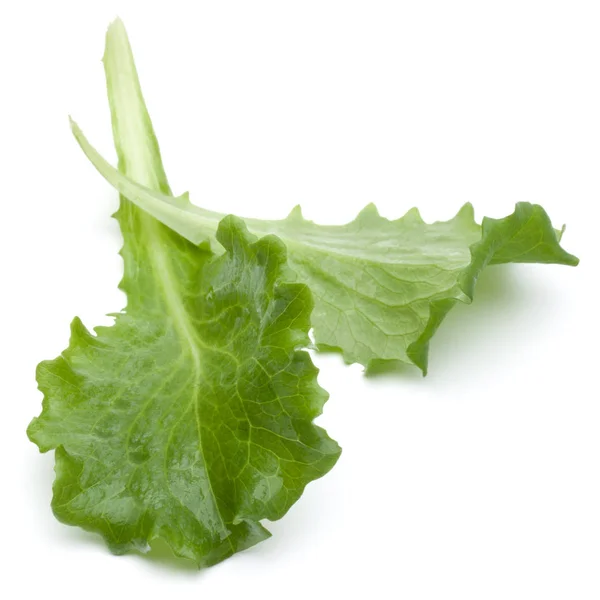 Verse groene andijvie salade bladeren — Stockfoto