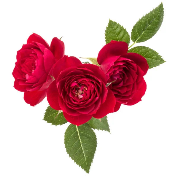 Flores de rosa roja — Foto de Stock