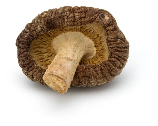 Shiitake mantar kurutulmuş — Stok fotoğraf