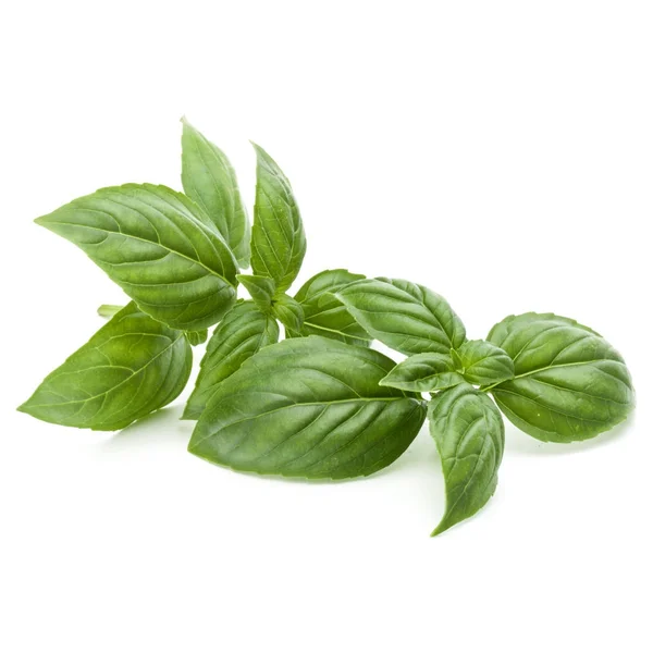 Green basil herb leaves — Stock Photo, Image