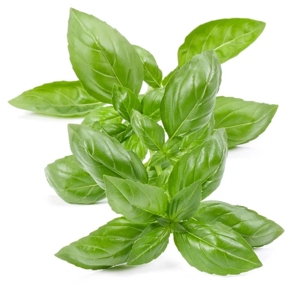 Sweet basil herb leaves — Stock Photo, Image