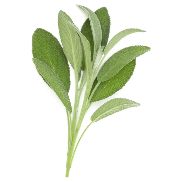 Sage herb leaves — Stock Photo, Image