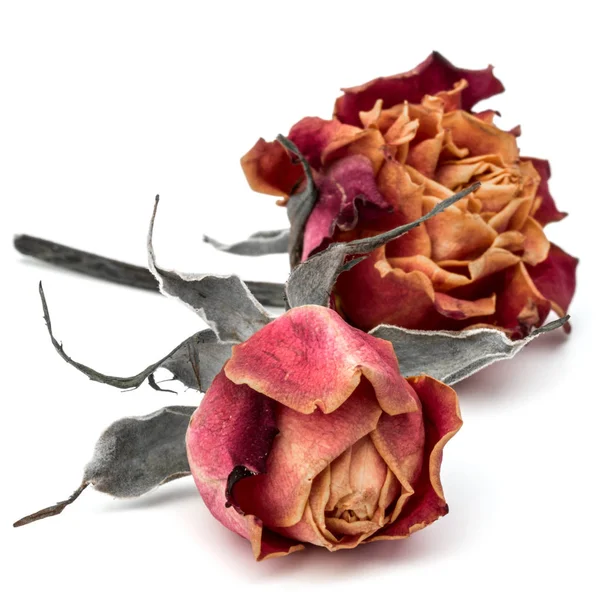 Dried rose flowers heads — Stock Photo, Image