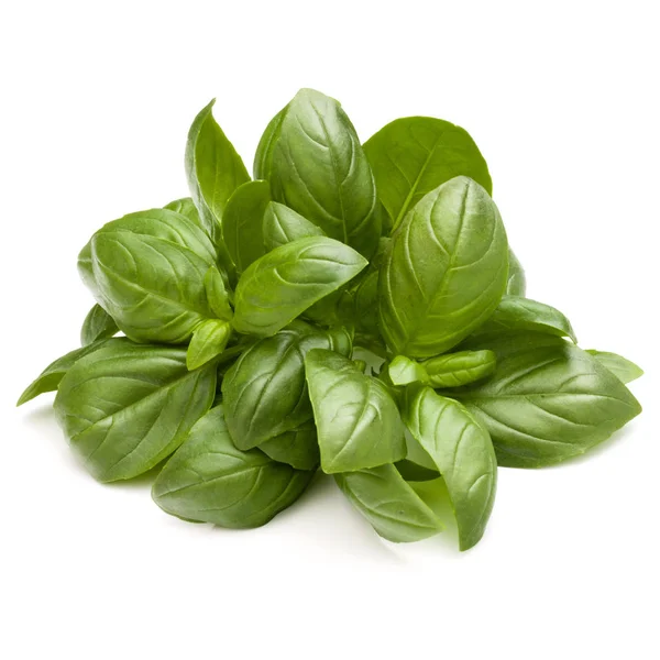 Sweet Basil Herb — Stock fotografie