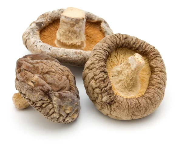 Gedroogd shiitake champignons — Stockfoto