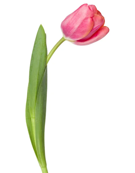 One pink tulip flower — Stock Photo, Image