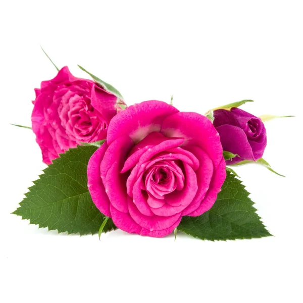 Pink rose flowers — Stock Photo, Image