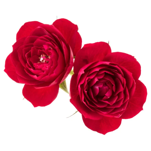 Δύο κόκκινα λουλούδια τριαντάφυλλο — Φωτογραφία Αρχείου