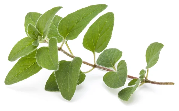 Листья орегано или майорана — стоковое фото