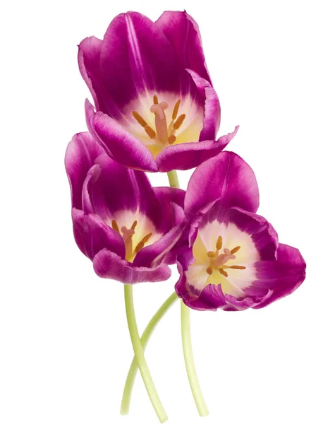 Tre tulipani lilla — Foto Stock
