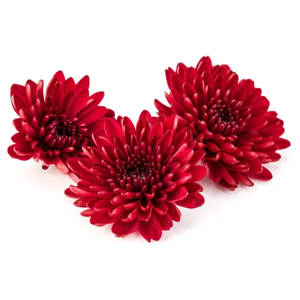 Flores de crisantemo rojo — Foto de Stock
