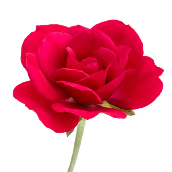Červená růže květ hlava — Stock fotografie